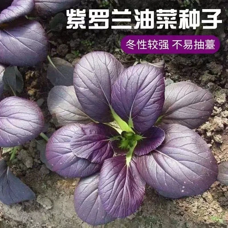紫罗兰小青菜种子上海青小青菜籽耐热蔬菜种籽子四季阳台盆栽蔬菜