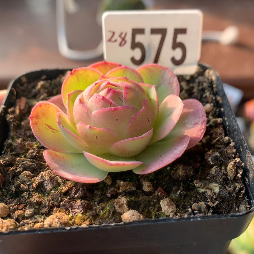 山地玫瑰不知名575