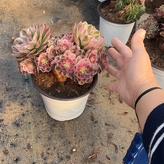 任意两单或者28包邮倾城一颗冠幅不大