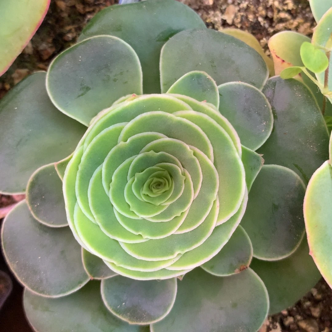 一物一拍高山惊鸿012