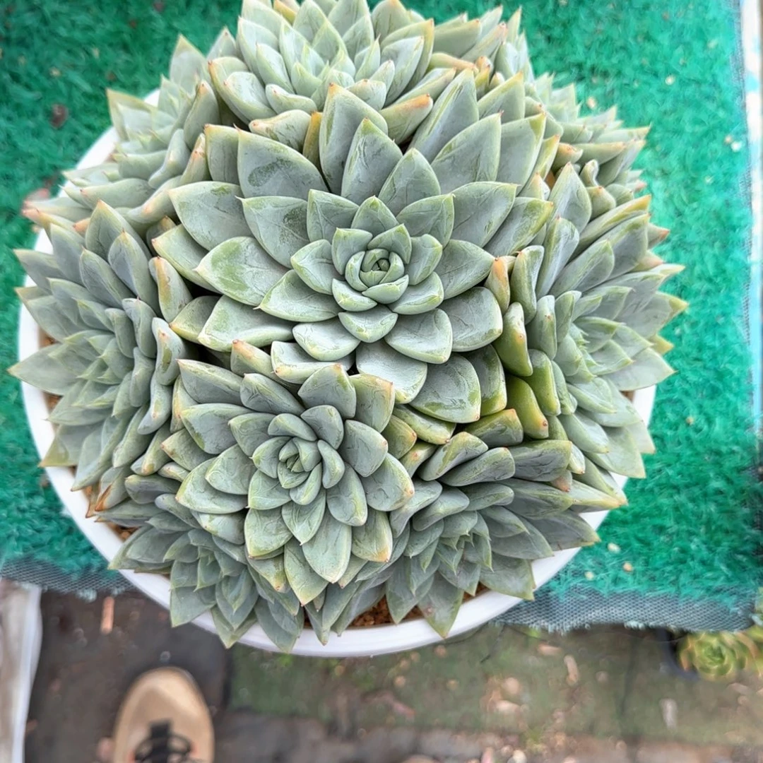 多肉植物多肉植物