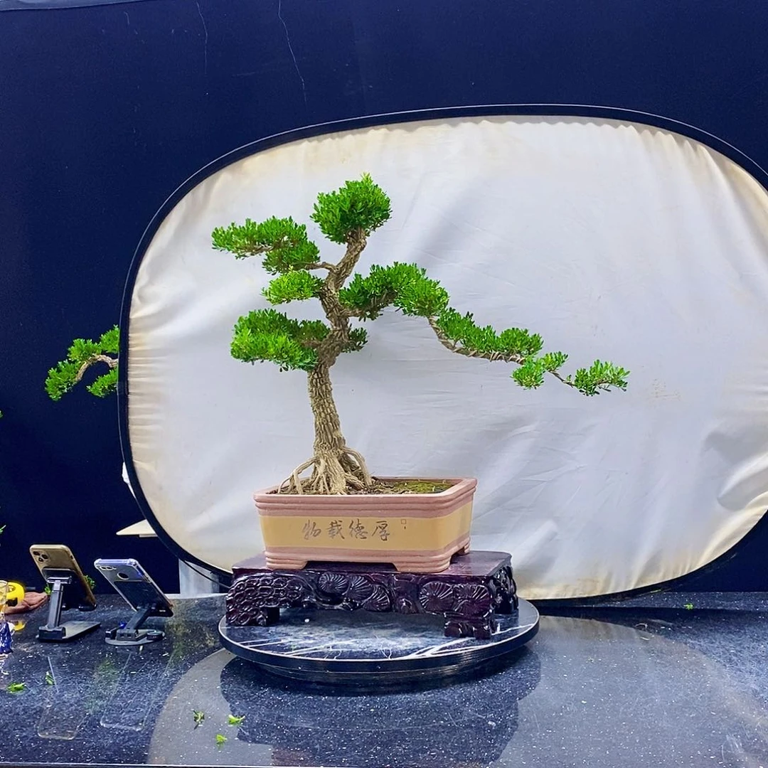 无花朵黄杨盆景造型