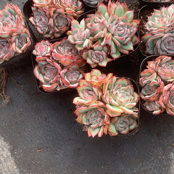 侧影 群。侧影群 特价。（不满9.99发叶子）