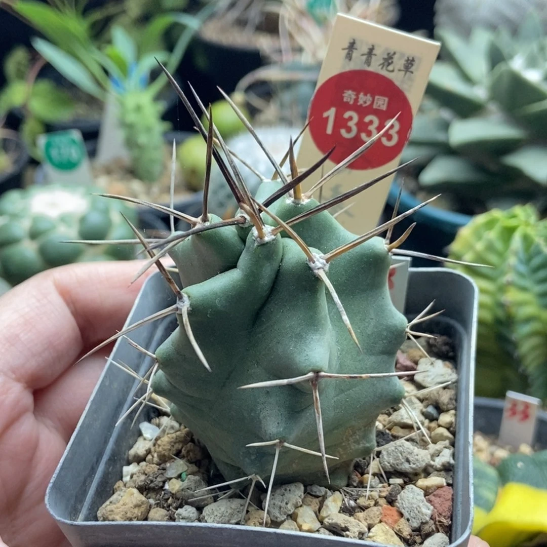 实生狂刺篝火虾一棵