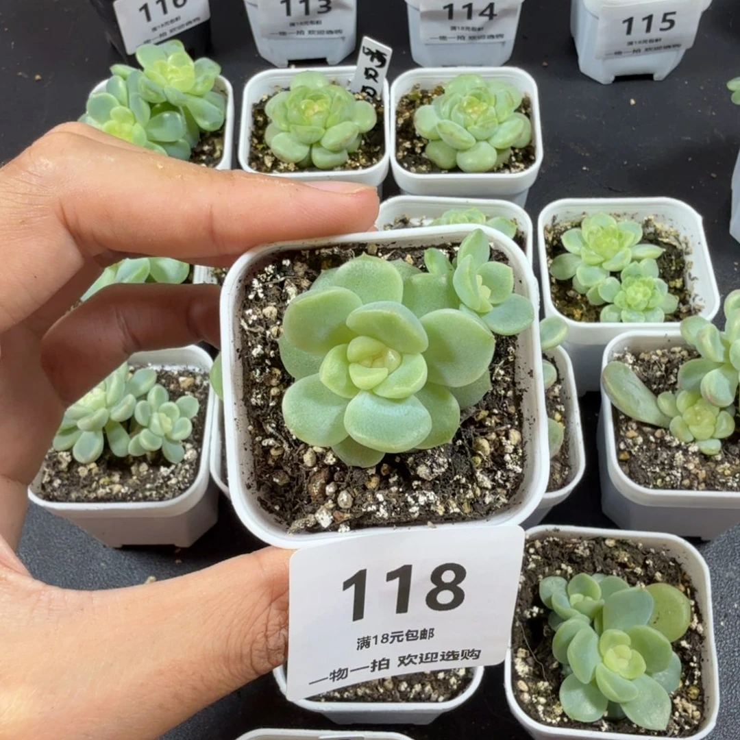 向***月双头谪仙一物一拍118