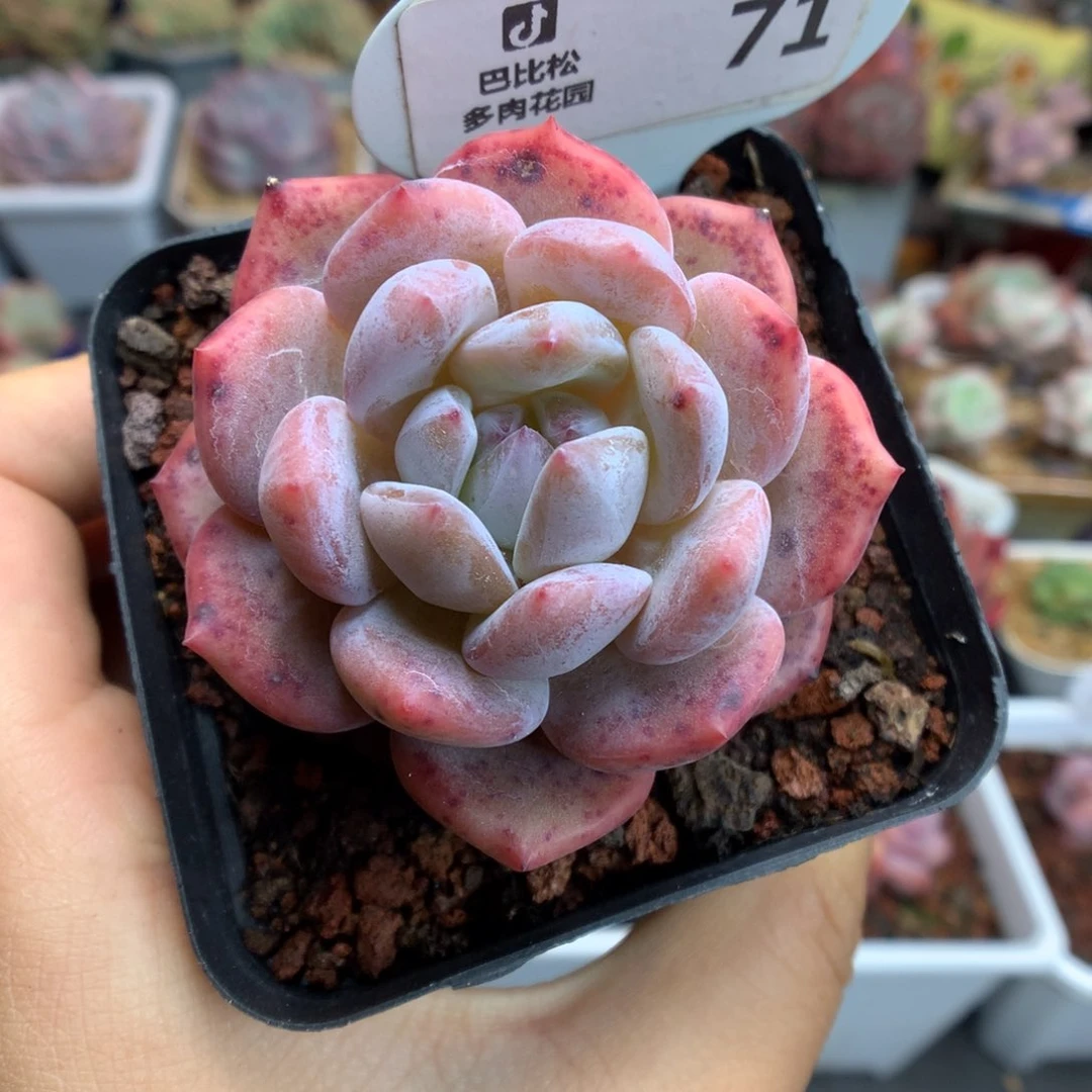 71血斑梦露多肉植物