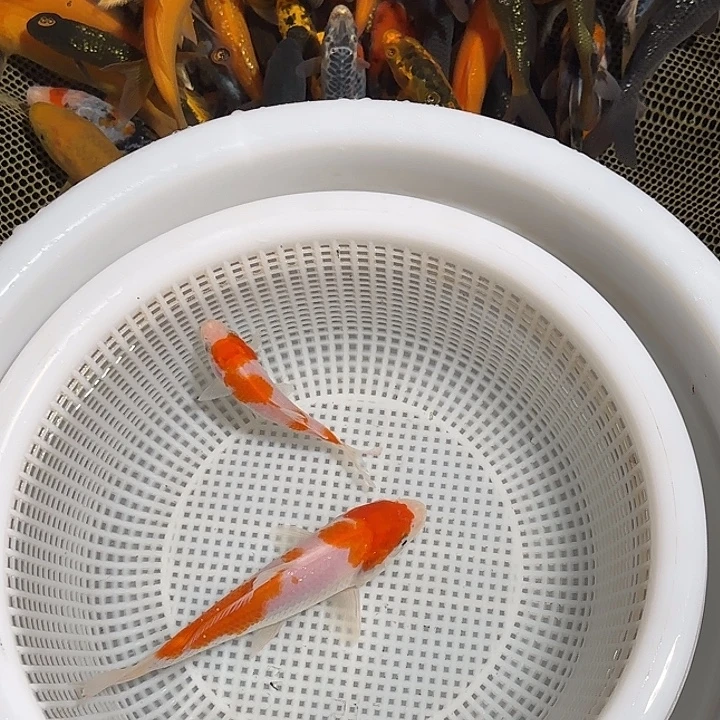 。***。海水锦鲤的故事是