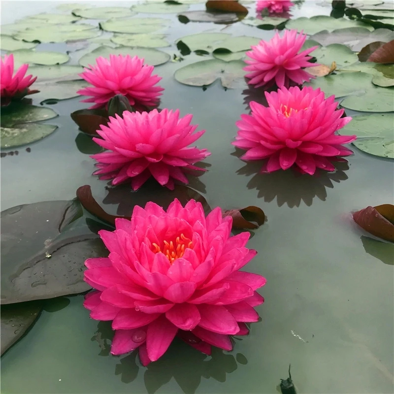 【鸽子血】大型耐寒睡莲苗红粉色多瓣大花睡莲水生植物室外庭院盆栽