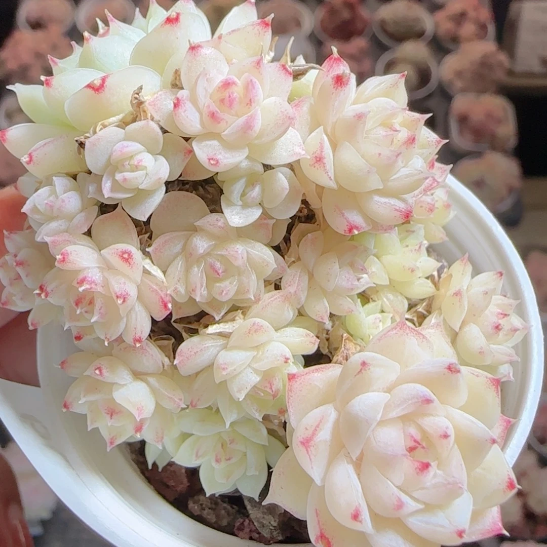 花语多肉0105-60散