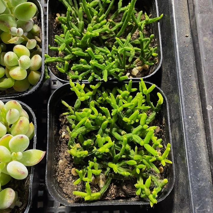 木偶人2.8带盆土发