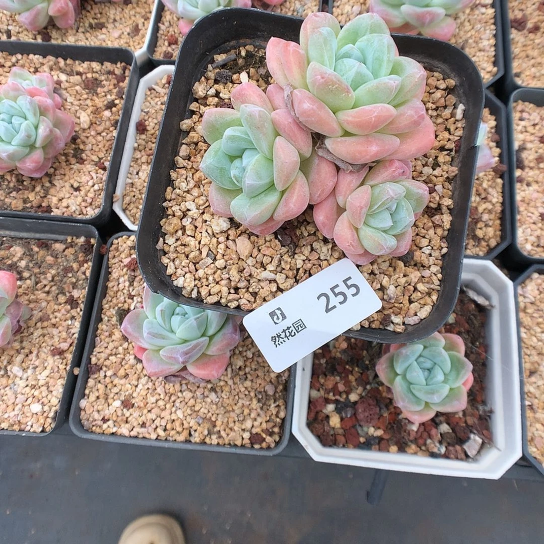 255冰玉多肉植物666
