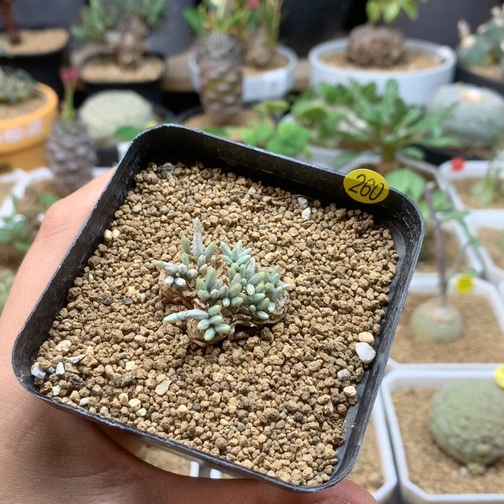 产地韧锦2.7cm带盆