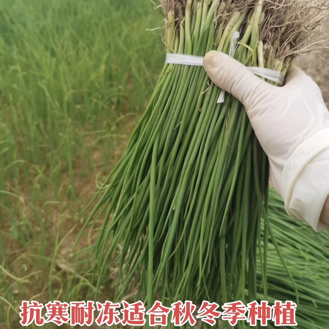 黄皮洋葱苗高产耐低温现挖现发适合庭院阳台种植成活率高黄葱苗秧