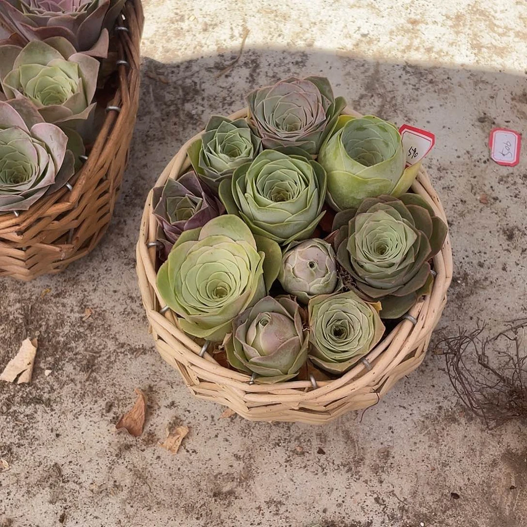 -***.山地玫瑰多肉不售后 590