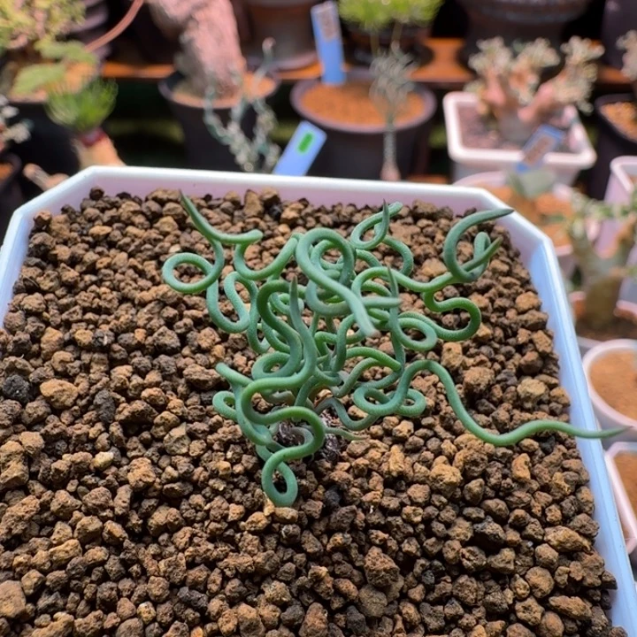 方便面弹簧草014 仙人球