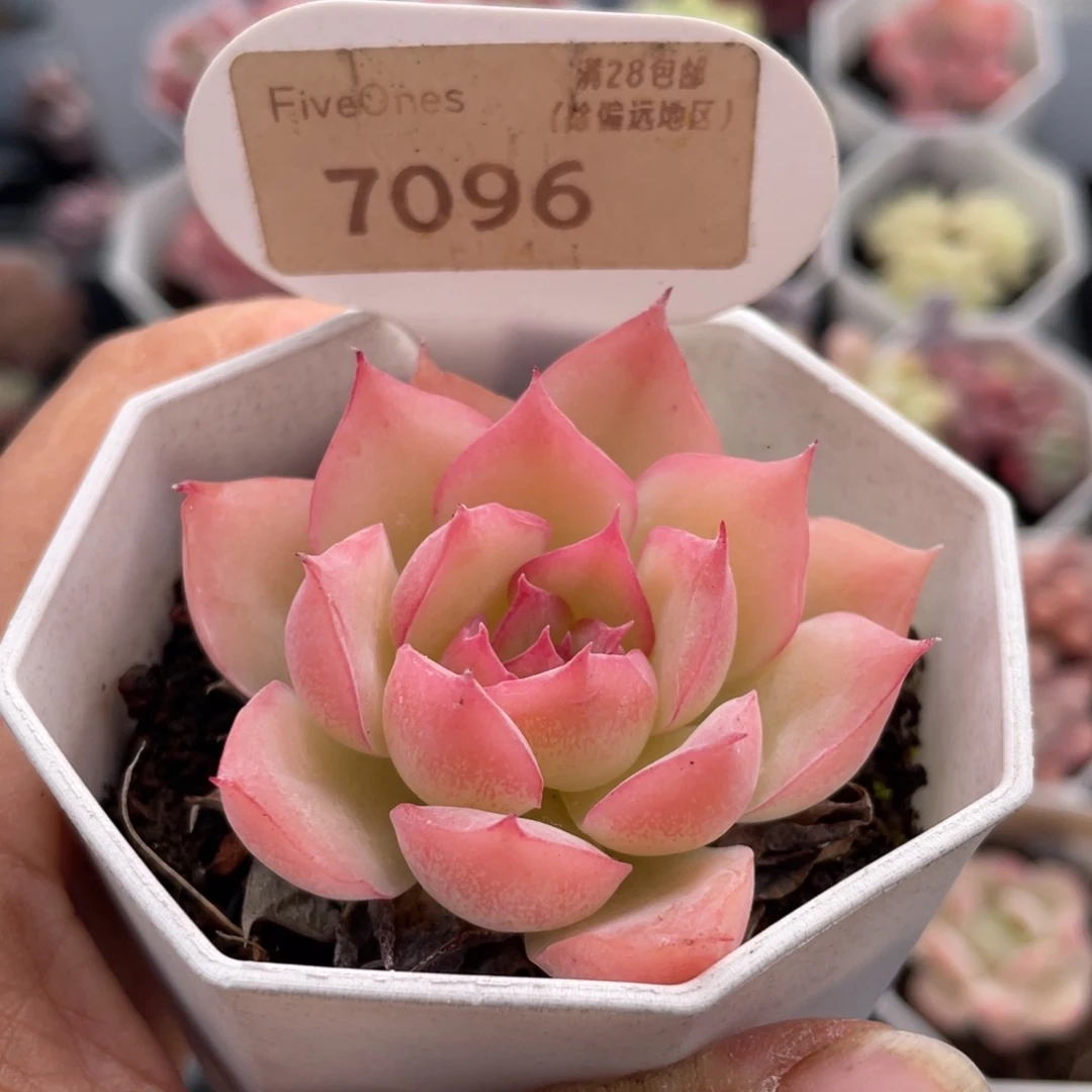 侧影7096-5.5厘米