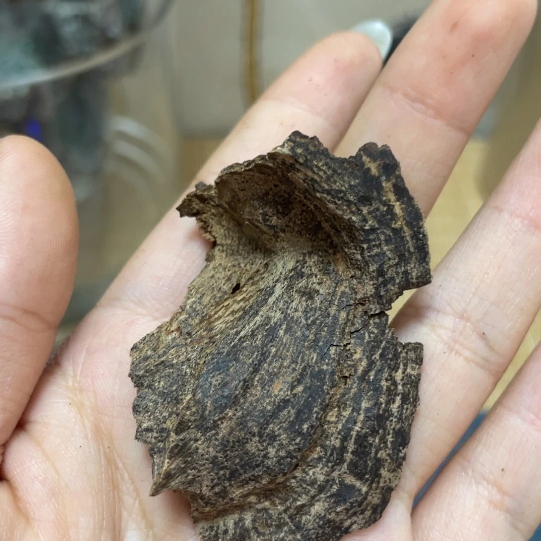 香榧木海南霸王岭老包头4.5g