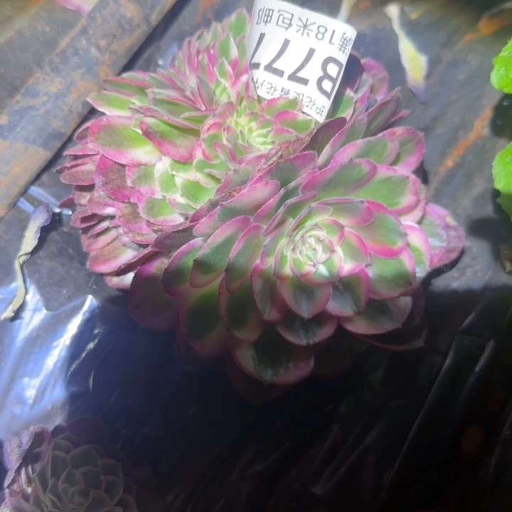 多肉 荔枝缀化多肉法师