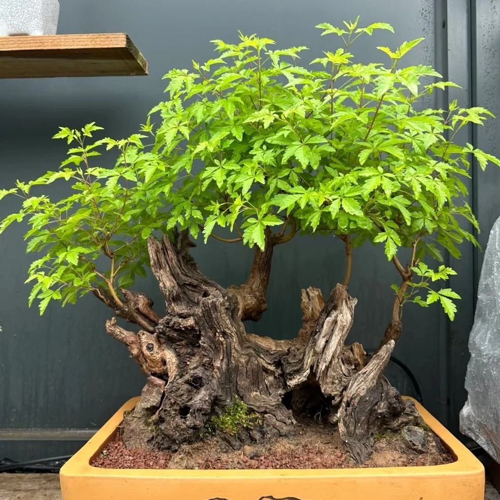 小叶黄荆盆景室内外观赏绿植四季常青装饰盆栽多头