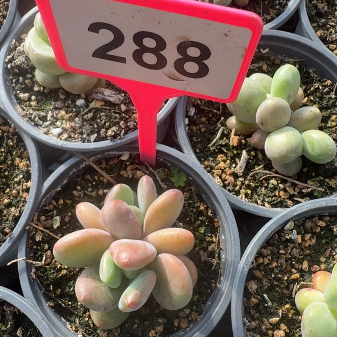 多肉植物漂亮X系288