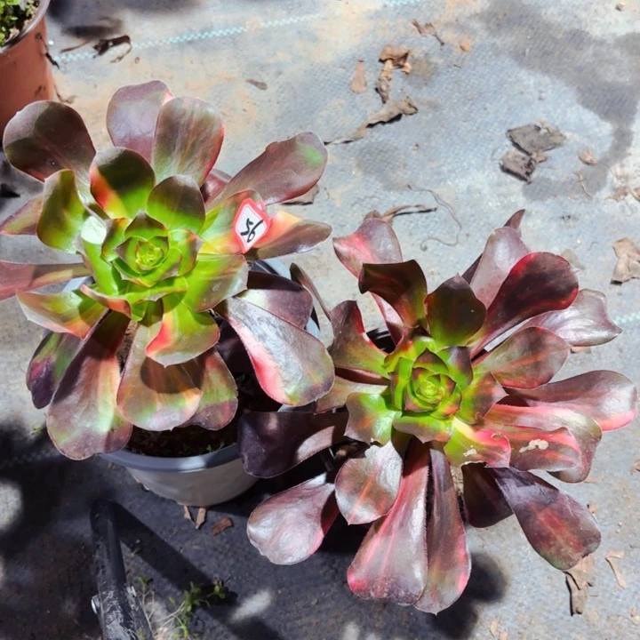 风**白无毒七彩法师56法师多肉