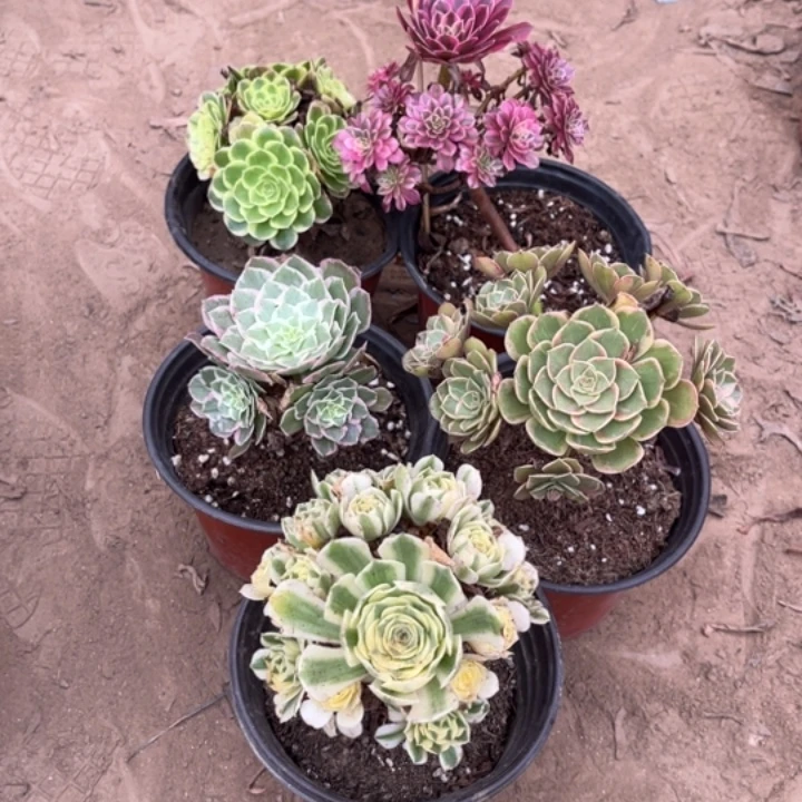 520多肉植物组合，