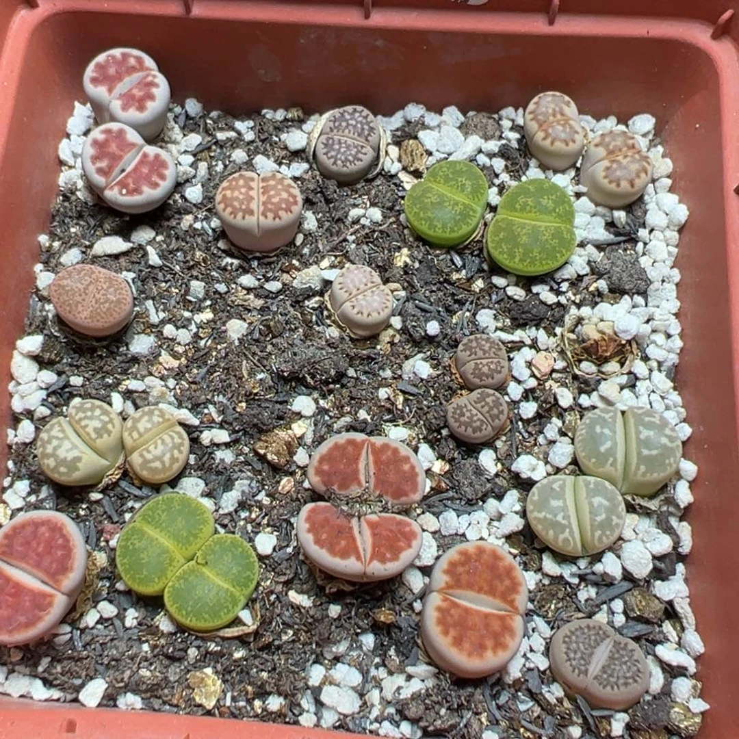 【闪购商品】 405。