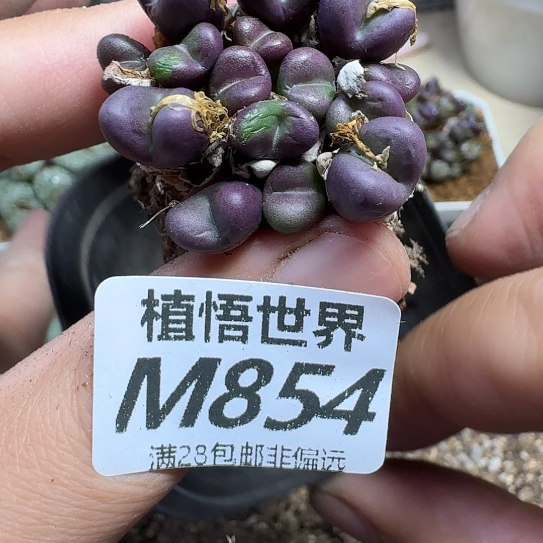 多肉植物的润泽ghjk