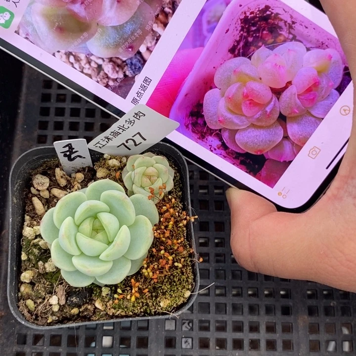 标签727秃子甜心一个多肉