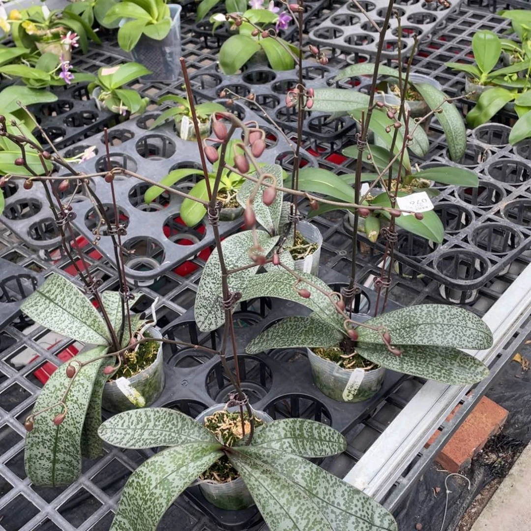 全部花苞银叶西3.5，花苞