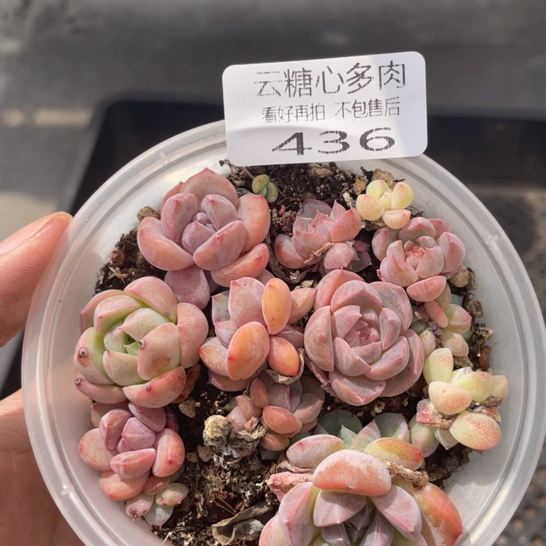 云糖心多肉植物436