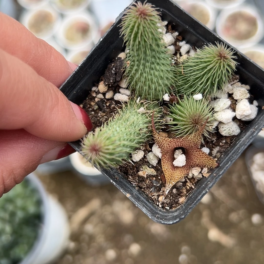 多肉植物多肉植物