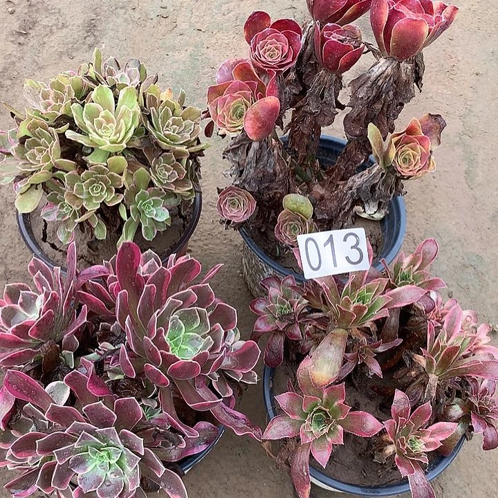 无花朵013四颗多肉植物组合