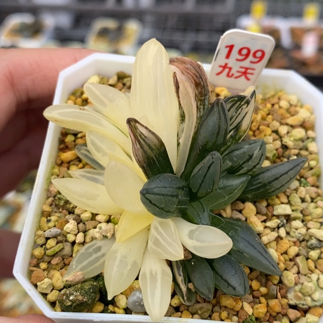 199号西瓜多肉植物锦