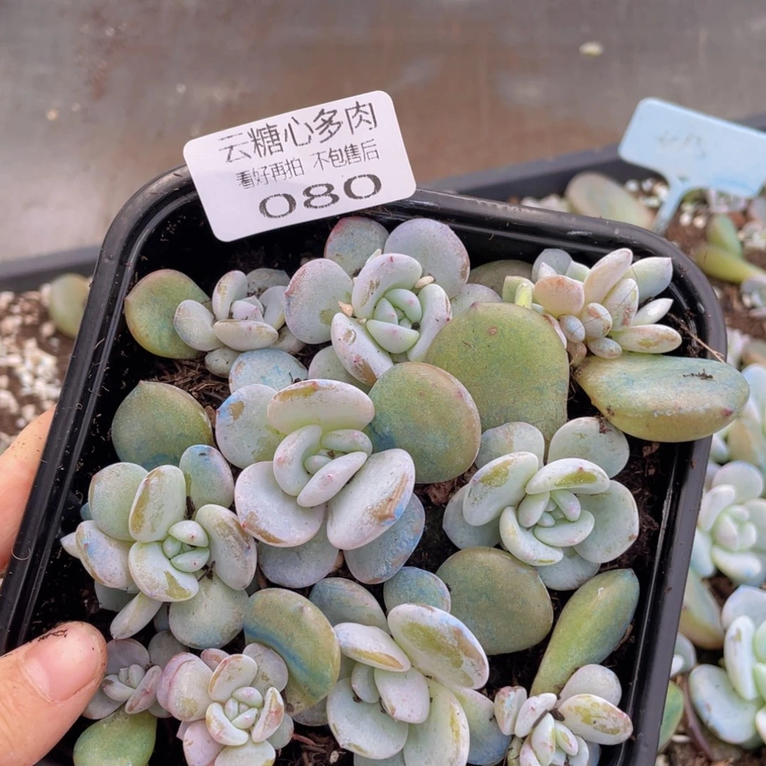 星****?云糖心多肉植物080