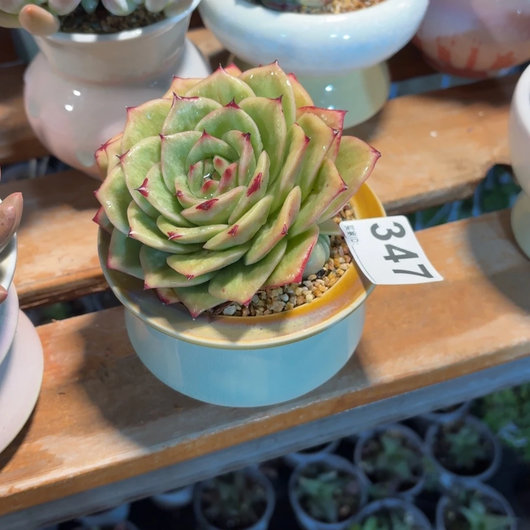 D***寳蔷薇玫瑰带盆发货347