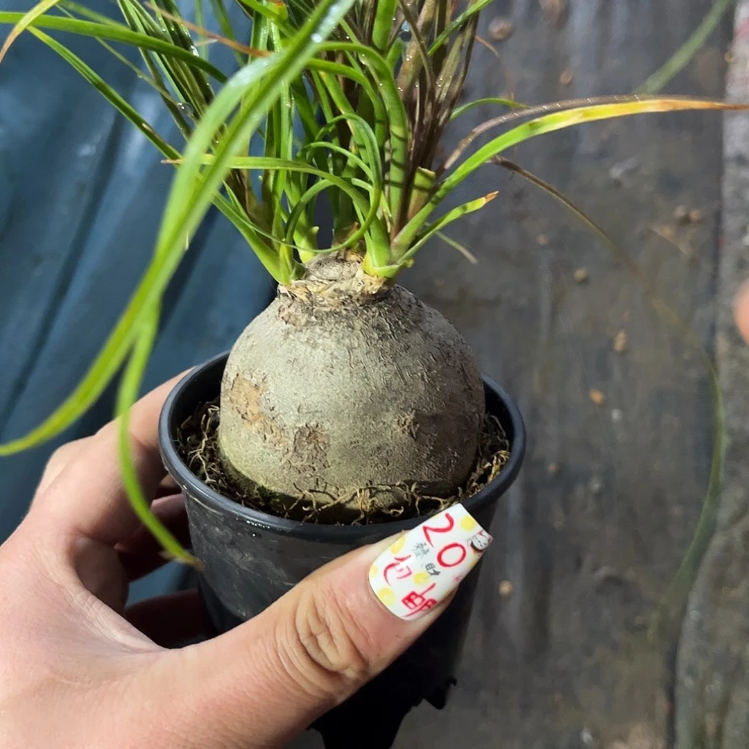 酒瓶兰有根发货有根