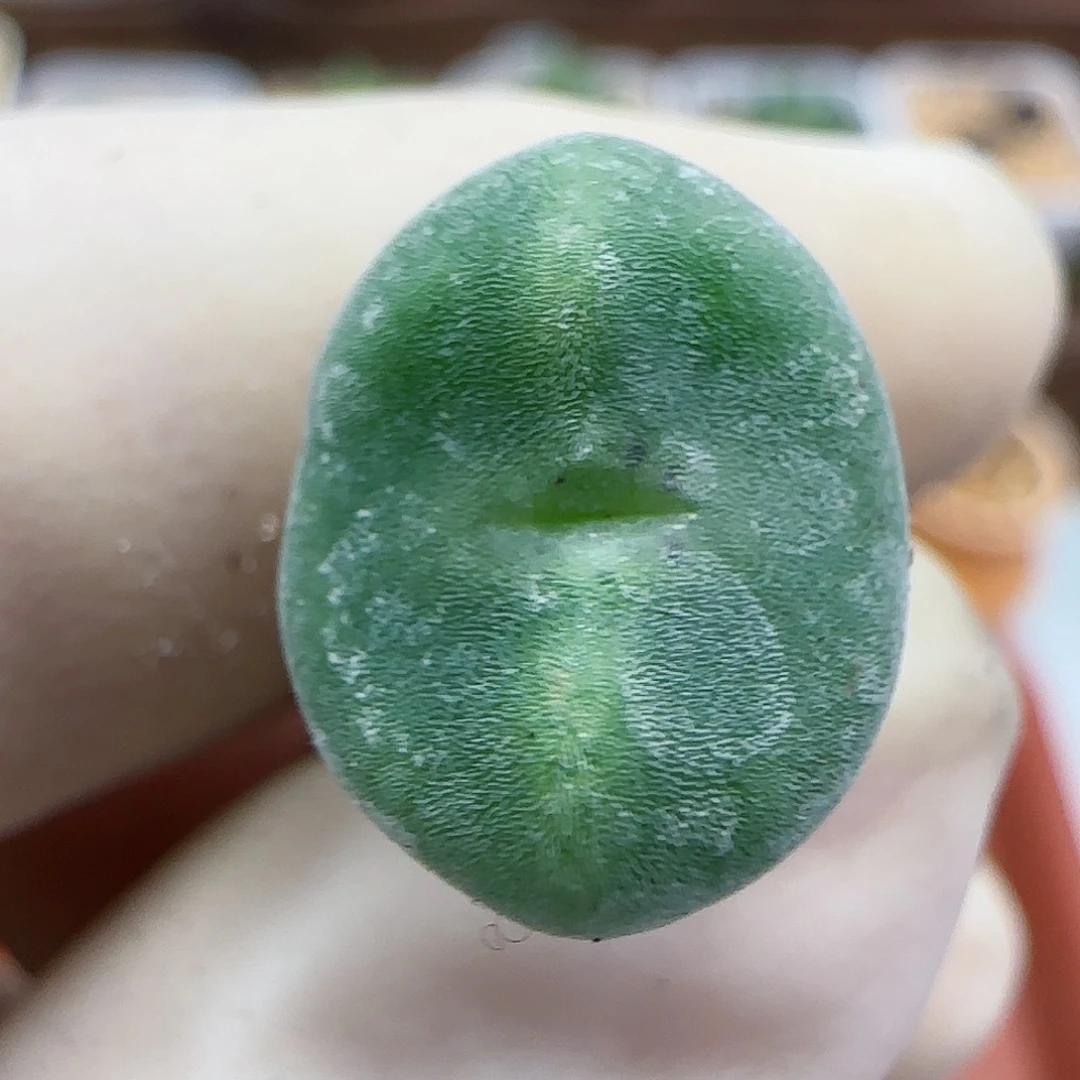 497绿豆糕绿豆糕