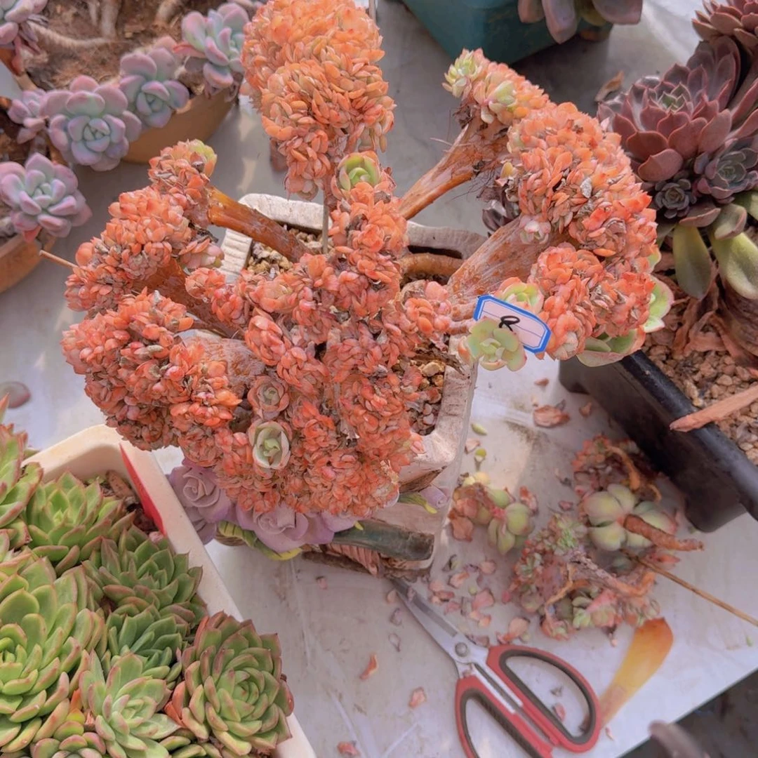 8骑兵缀多肉植物和植物等