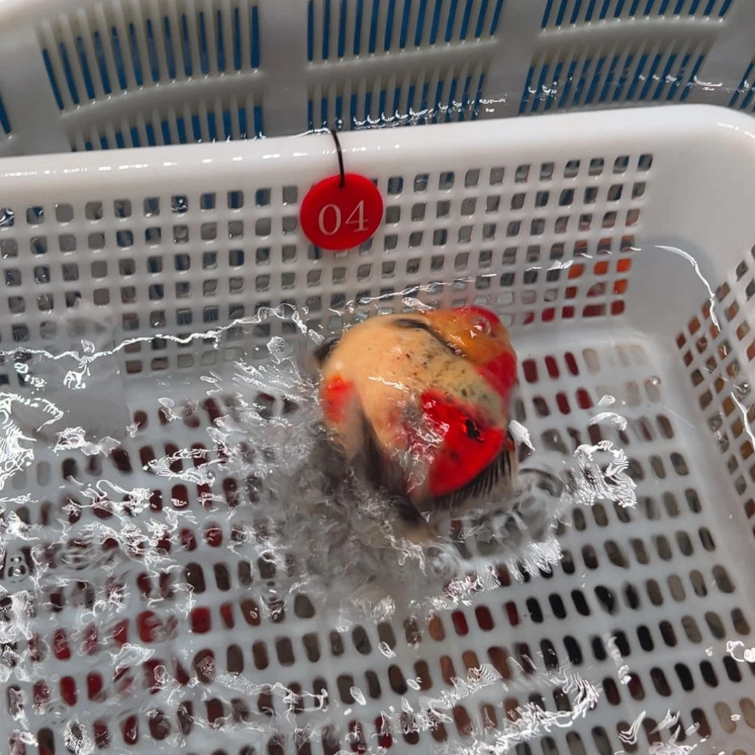 雄***鹰金鱼你好吗我好想