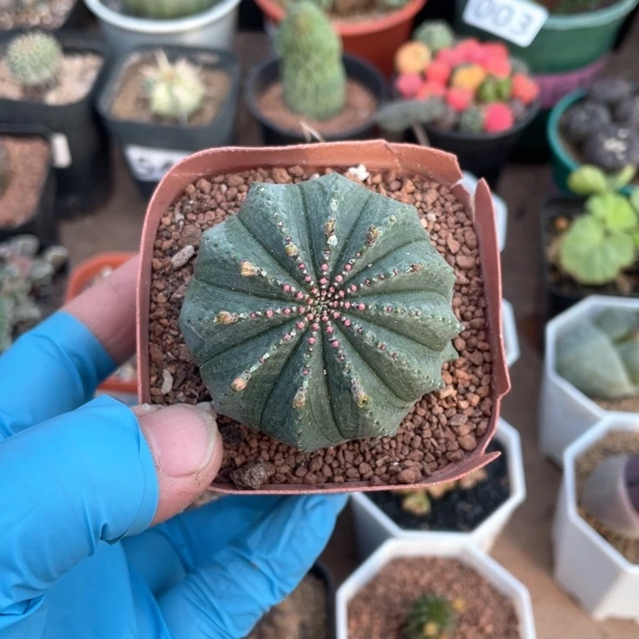 059实生泰系布纹球