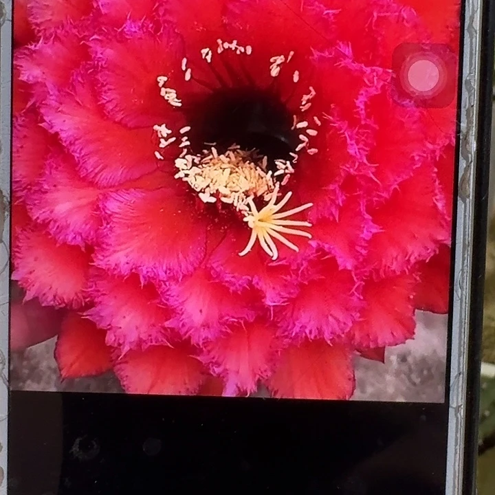 五花牛侧芽5公分左右毛花柱