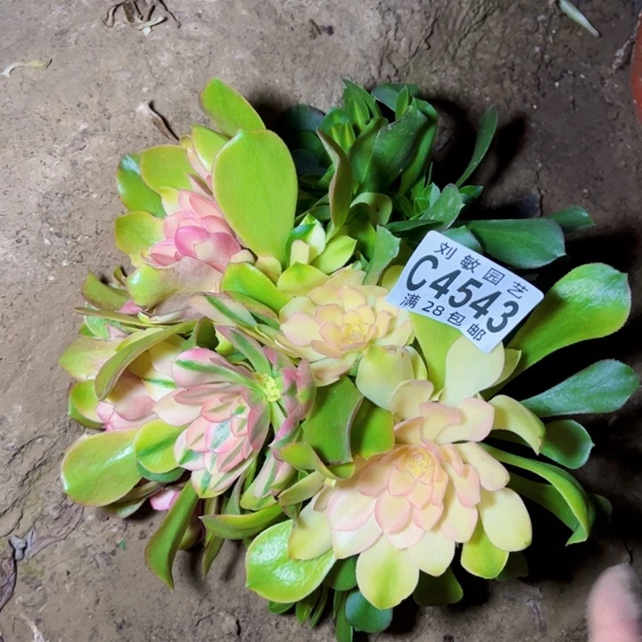 无根流星雨多肉植物法师4543