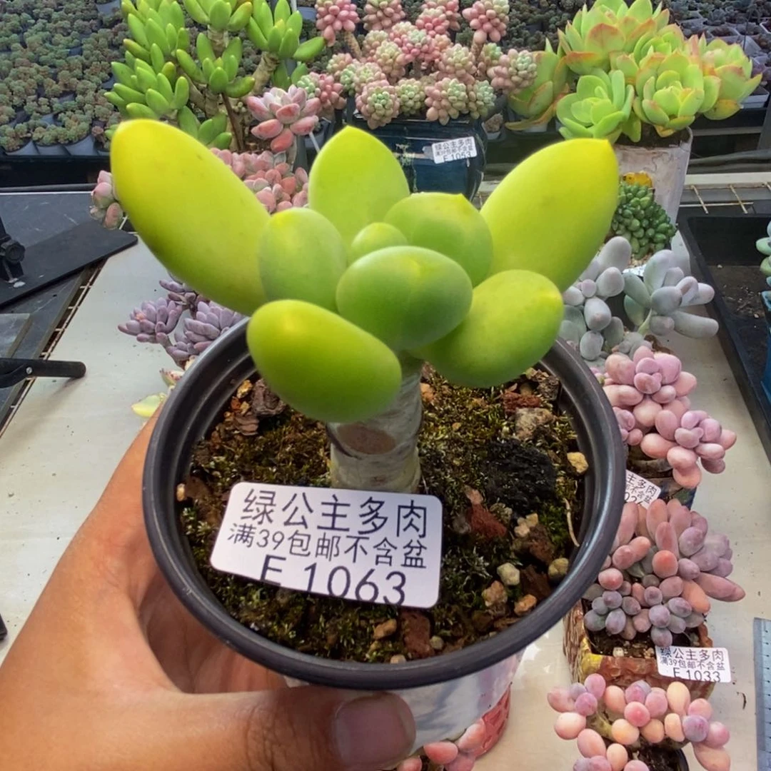 063金蝉芒果奶多肉5c m