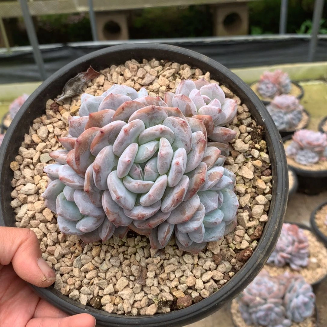 无花朵哈哈哈哈哈哈哈哈8