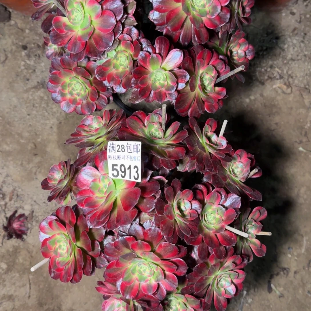 5913两颗安娜不包断枝多肉