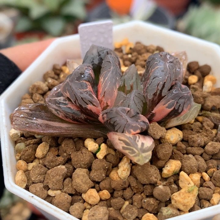 黑水晶玉露锦，带盆发货