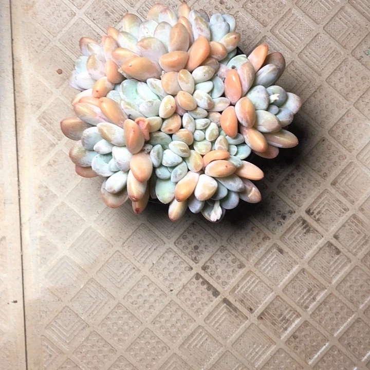 南**风90//////////