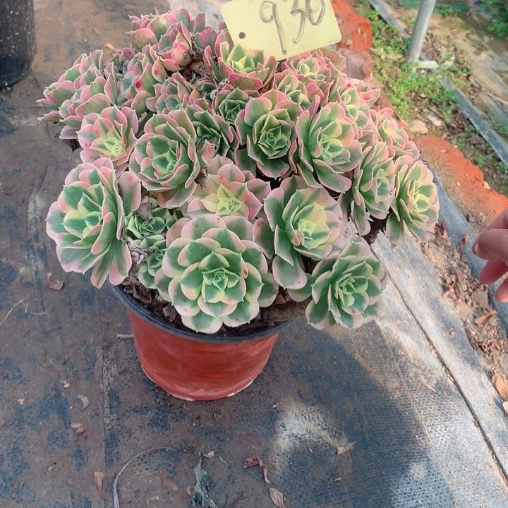 930白凤多肉一物一拍～