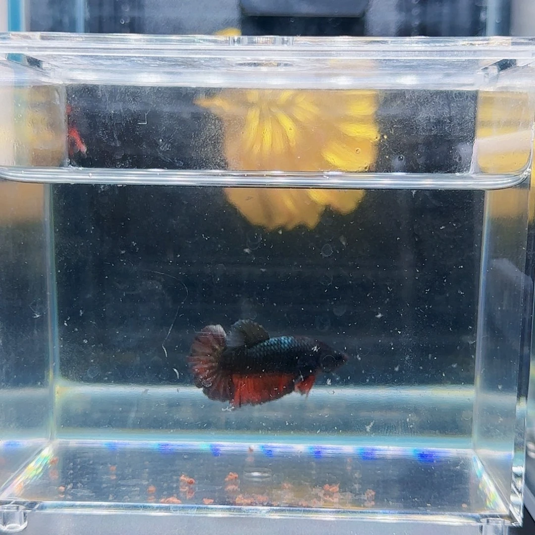 斗鱼活体观赏鱼好养耐活